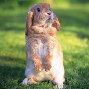 Meet your Posher, Ada